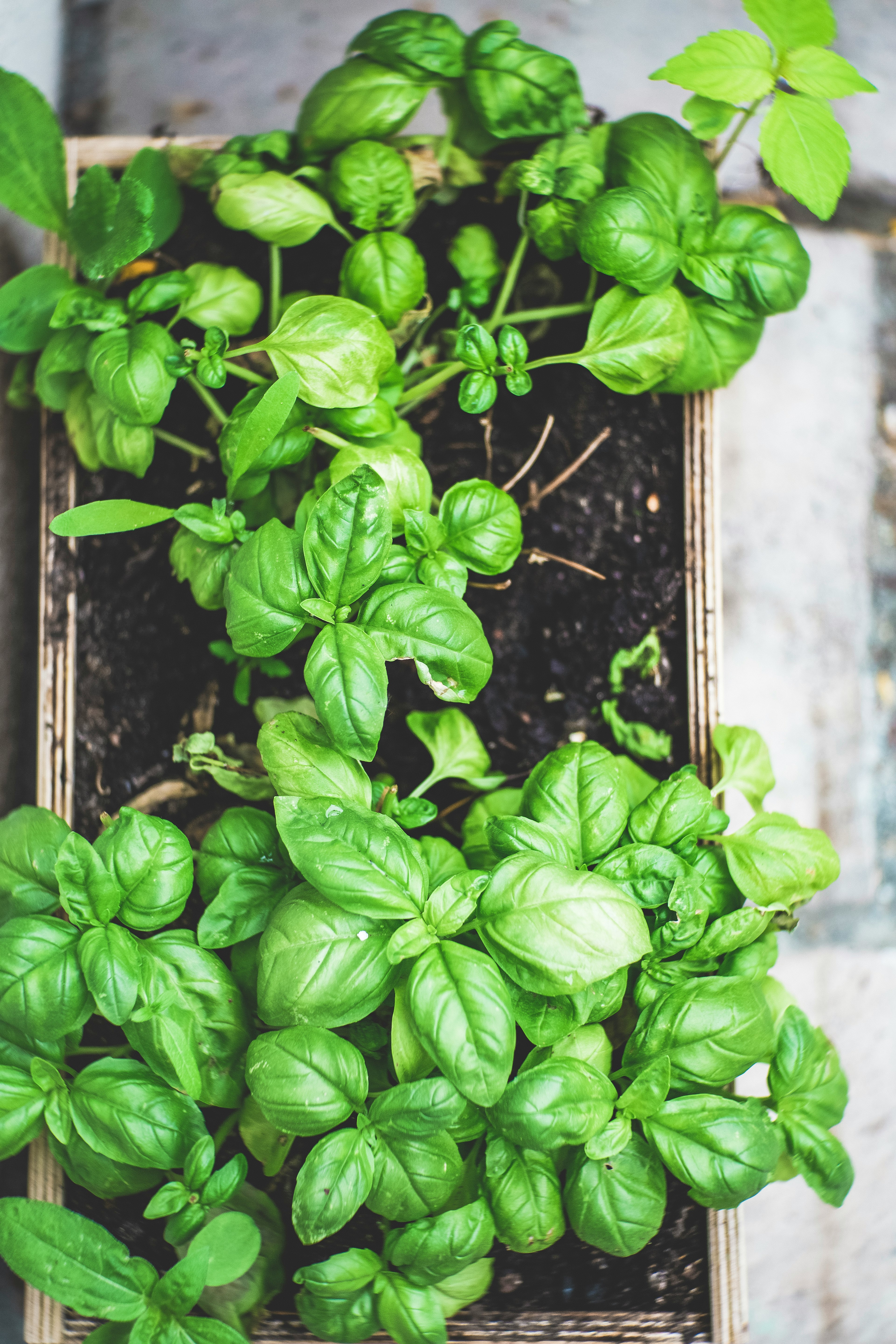 green plant on brown pot