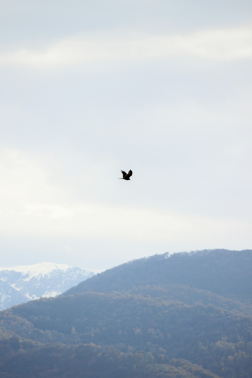 black bird in flight over hills