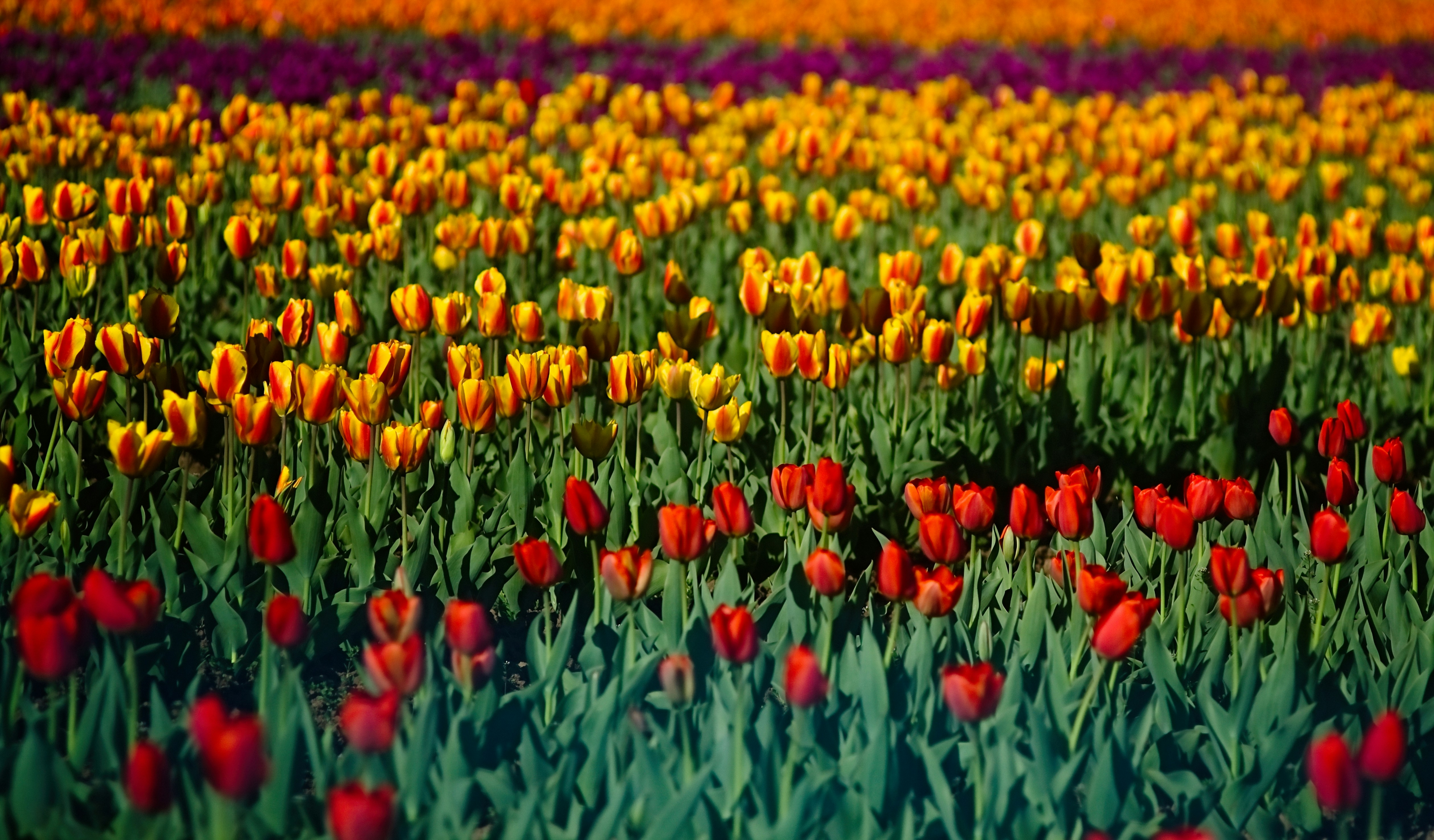 Tulip Garden Pictures Download Free Images On Unsplash