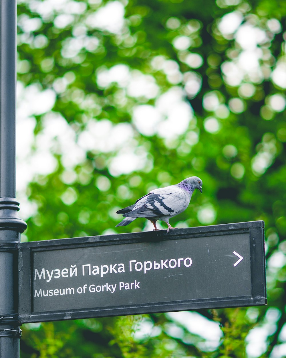 bird on sign board