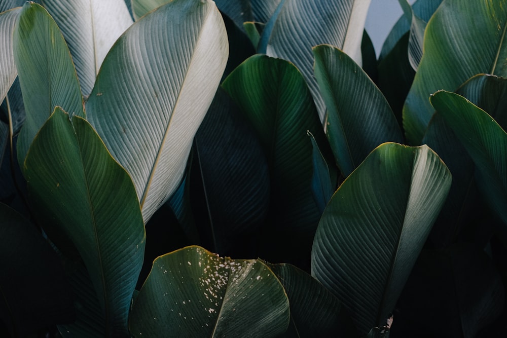 green leaf plant