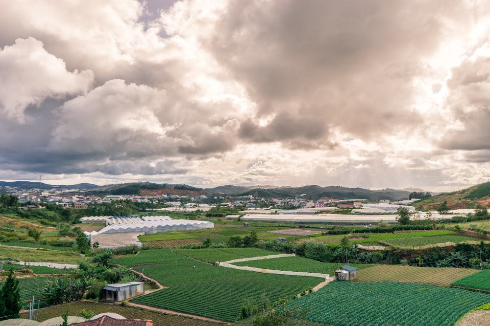 aerial photography of rice field