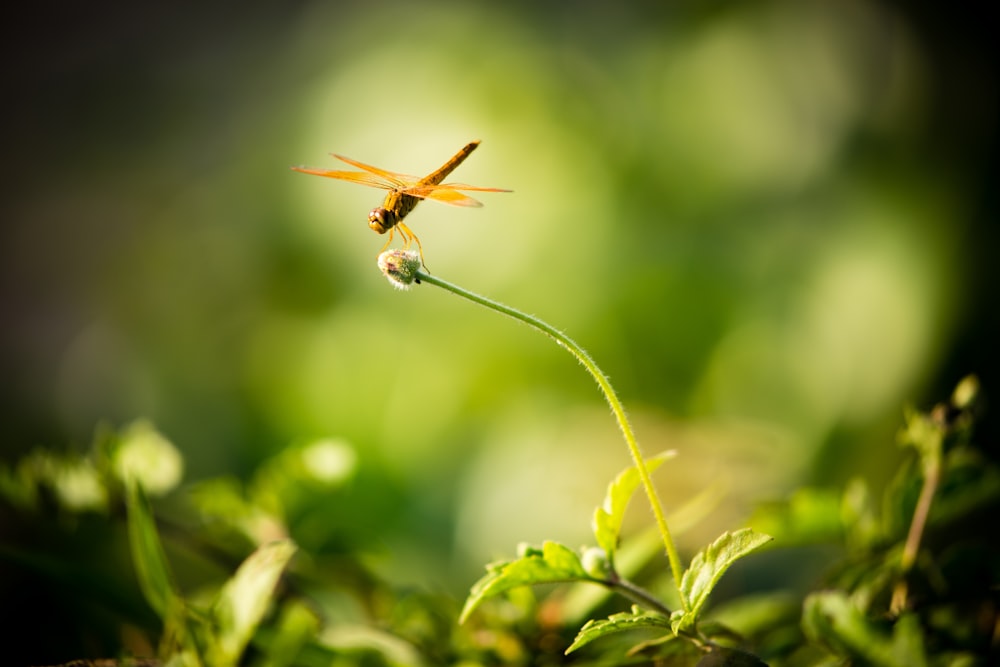 brown dragonfly