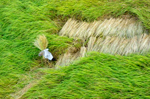 Local farmers harvesting organic rice in the lush green fields of Papua