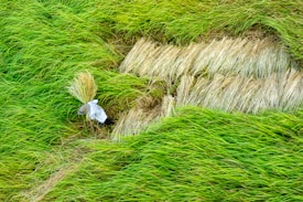 A person wearing a straw hat is harvesting rice in a lush green paddy field. The surrounding grass is vibrant green, with patches of freshly cut, golden-brown stalks laid on the ground.