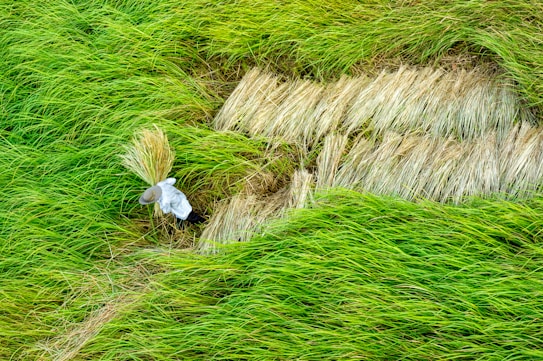 A person wearing a straw hat is harvesting rice in a lush green paddy field. The surrounding grass is vibrant green, with patches of freshly cut, golden-brown stalks laid on the ground.