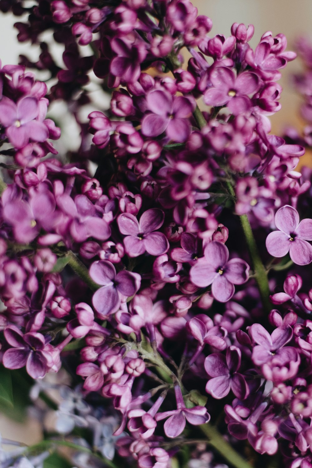 pink flowers in bloom