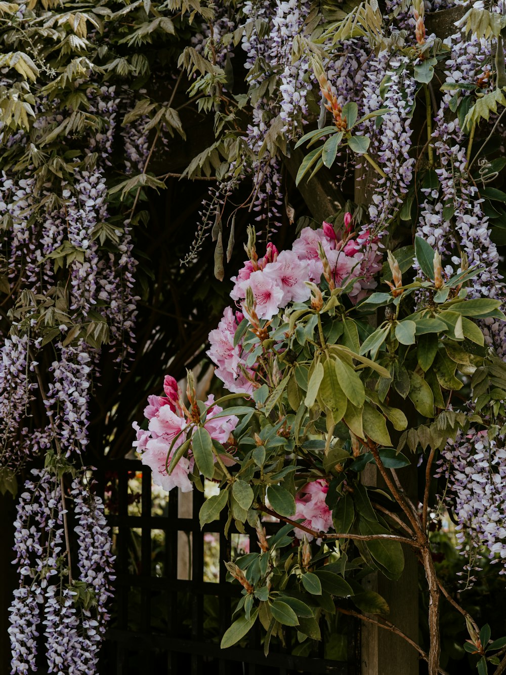 planta de folhas verdes com flores cor-de-rosa