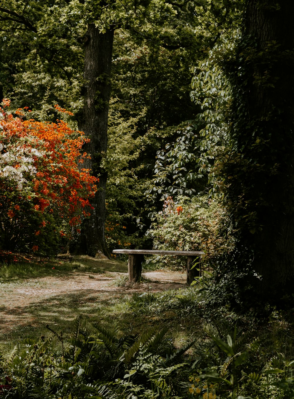 bench near tree