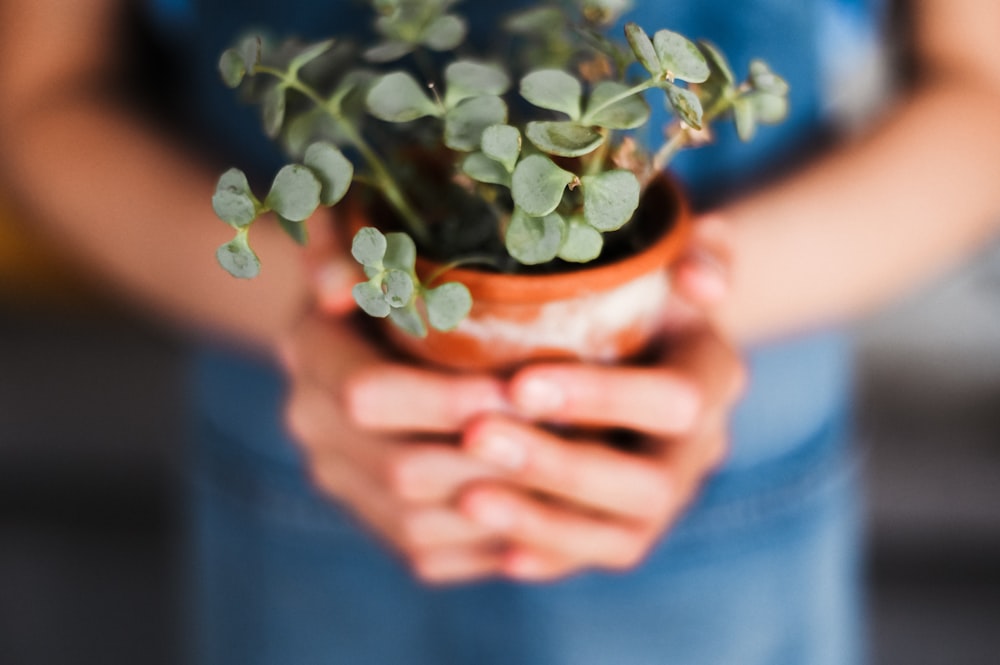 green plant in pot