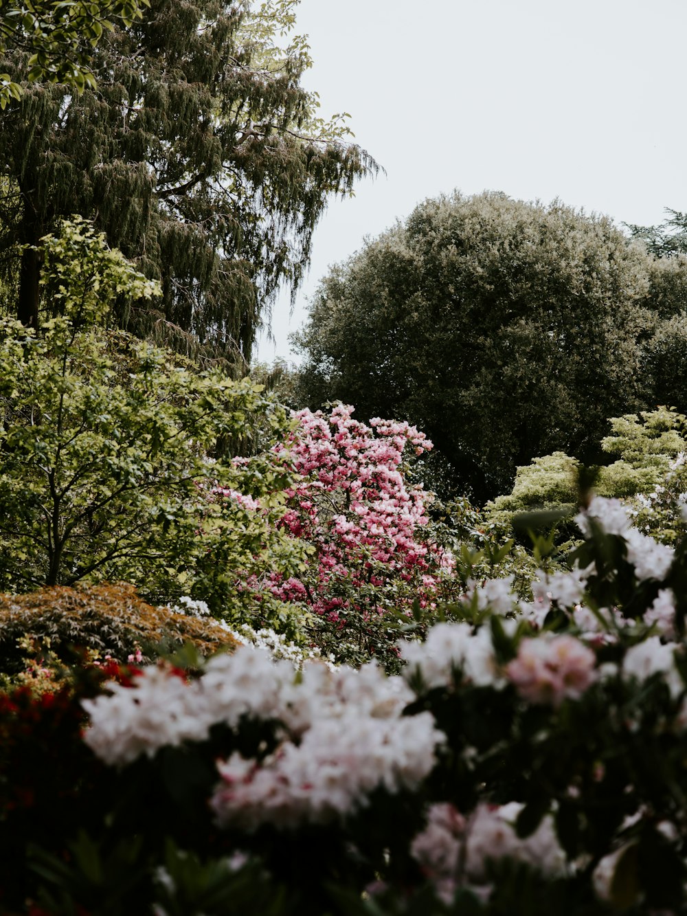 bed of assorted varieties of flowers at the garden