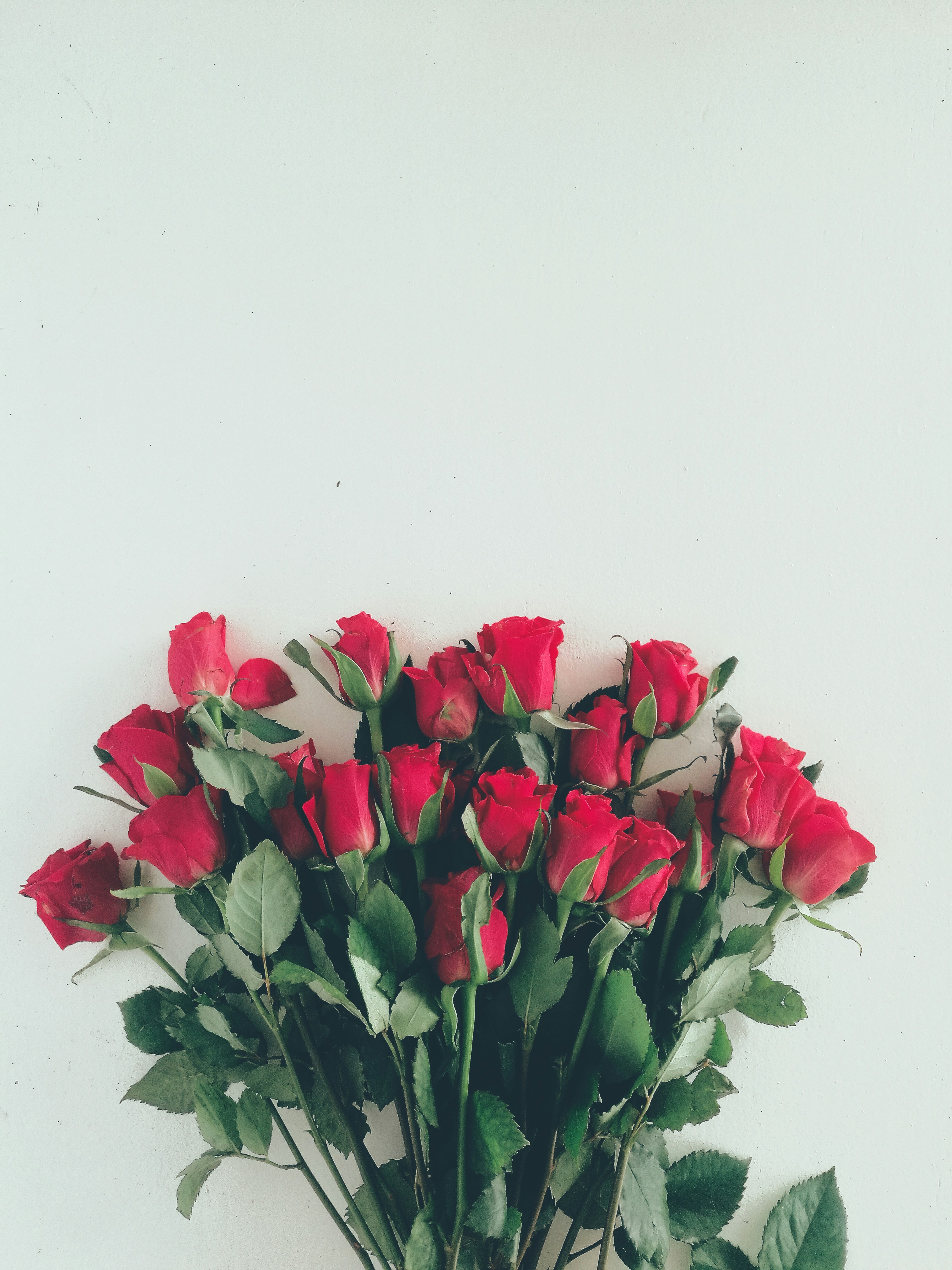 roses that last a year displayed in elegant vase