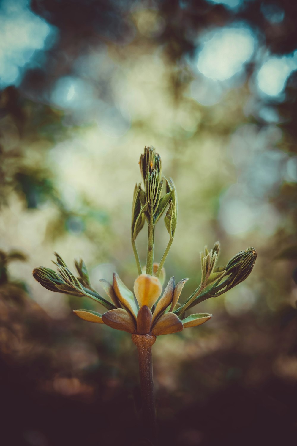 Selektive Fokusfotografie einer grünen Pflanze