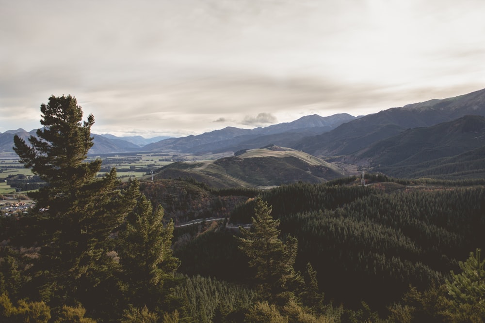 green-leafed trees and mountain during daytime