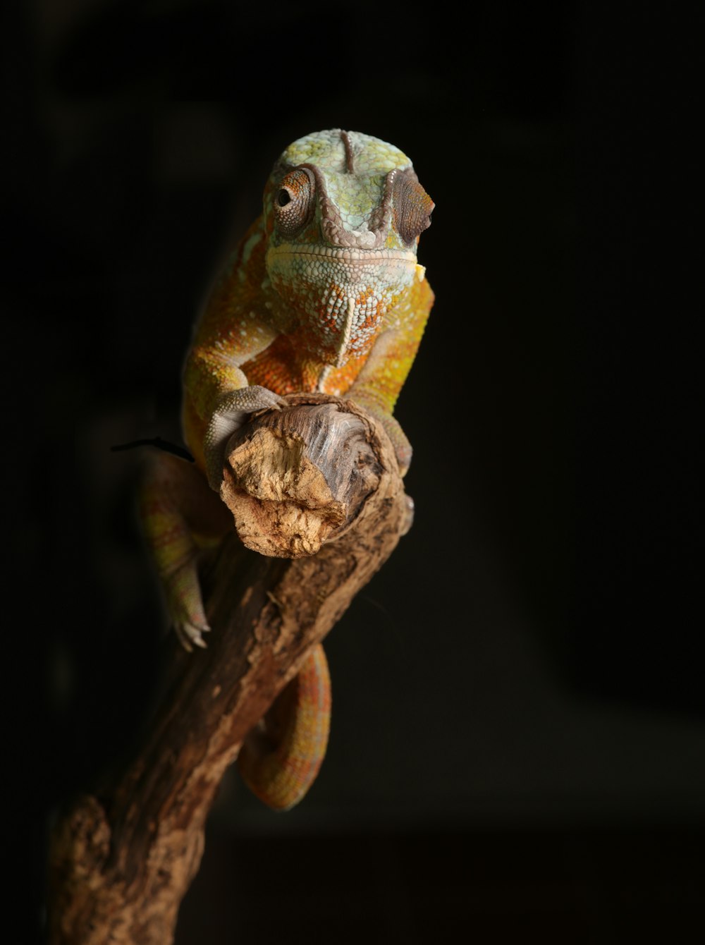 chameleon on branch