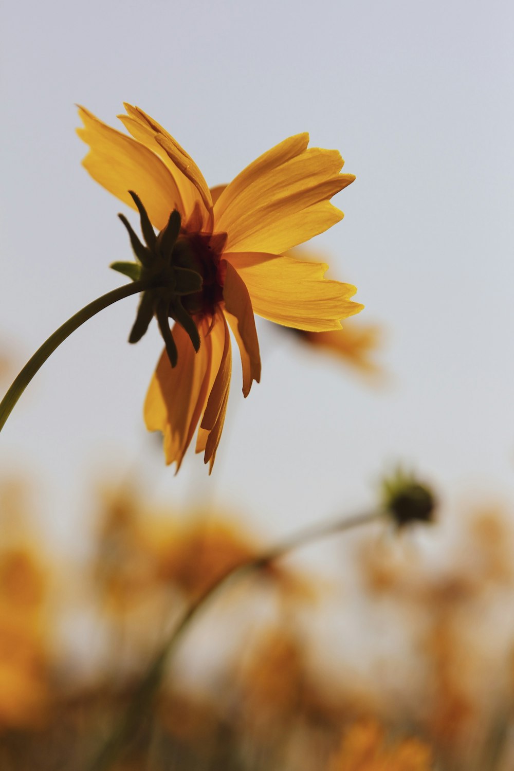 Flachfokusfotografie einer gelben Blume