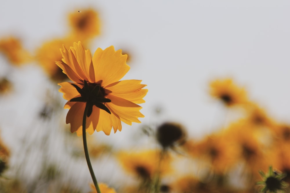 shallow focus photography of yellow flower