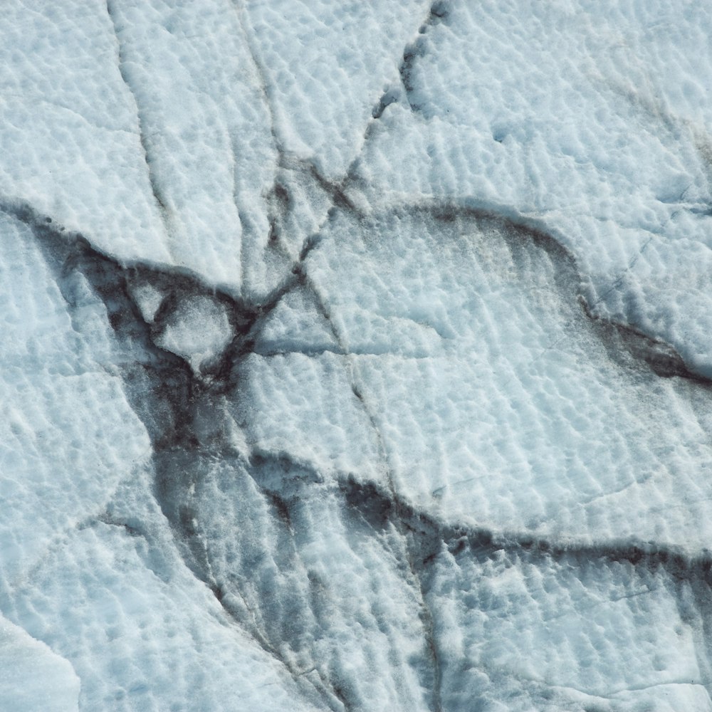 a bird is sitting on a piece of ice