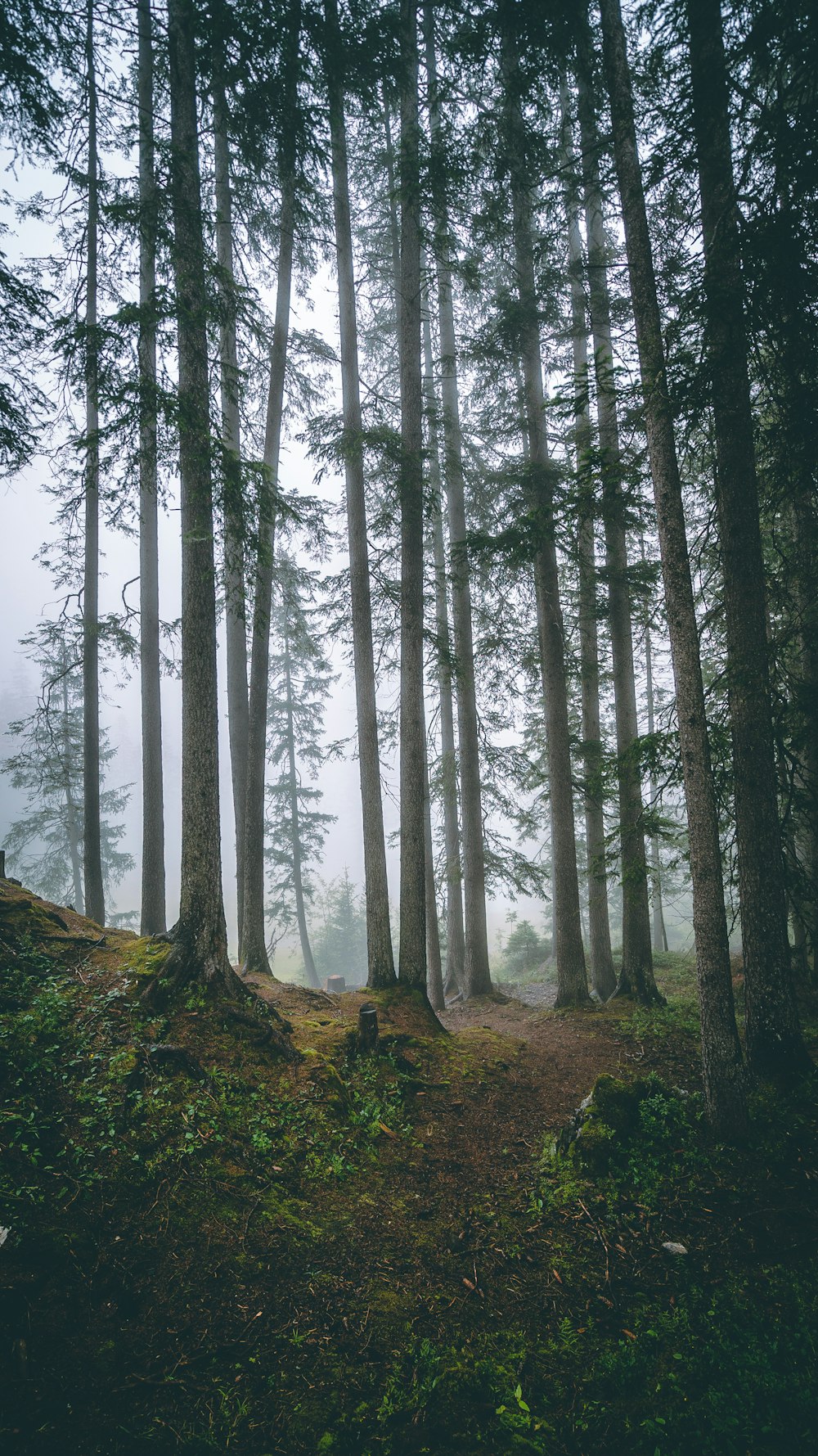 green-leafed trees