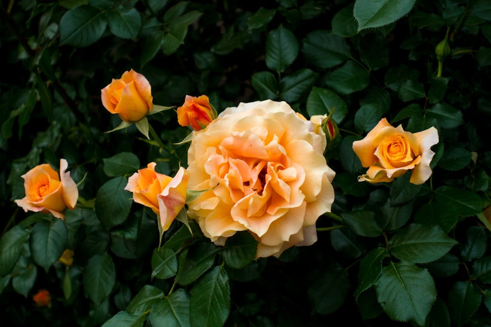 orange roses