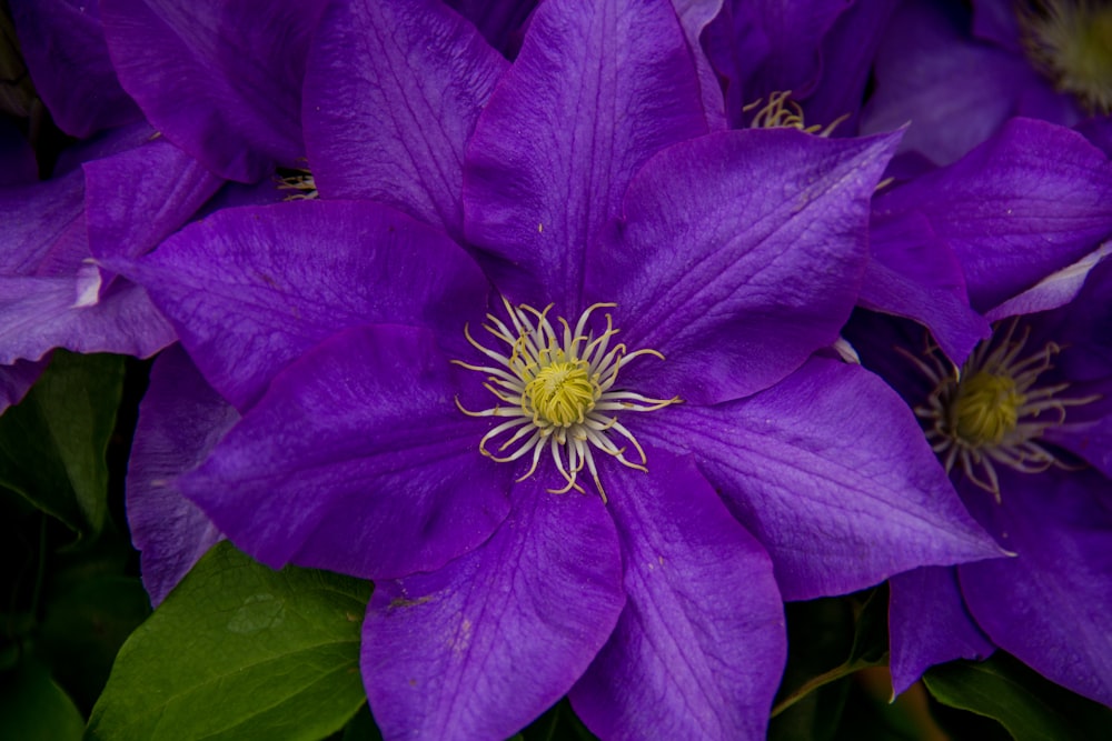 green-leafed plant with blue flowers