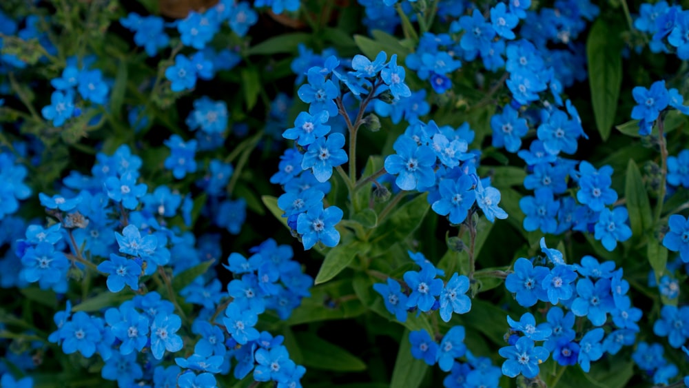 blue-petaled flowers