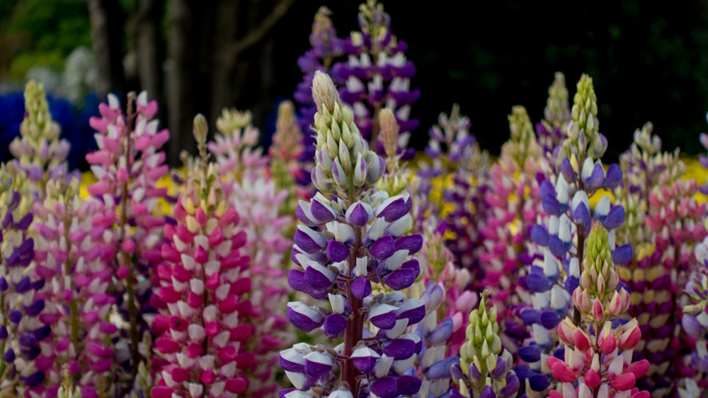 assorted-color flower bloom during daytime close-up photography