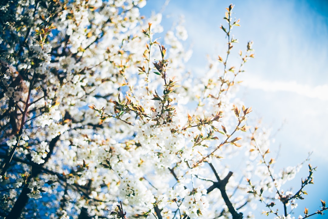 white flowers