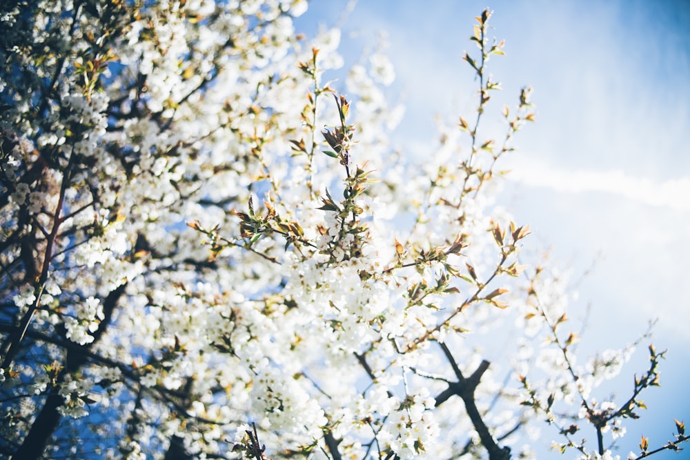 white flowers