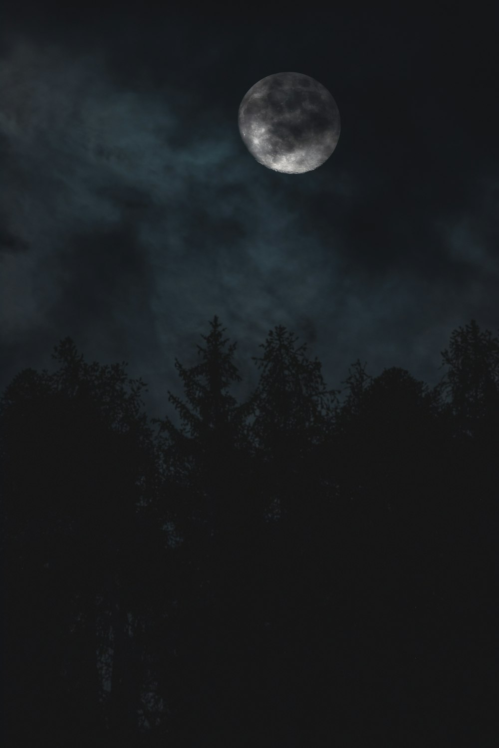 silueta de árboles bajo la luna