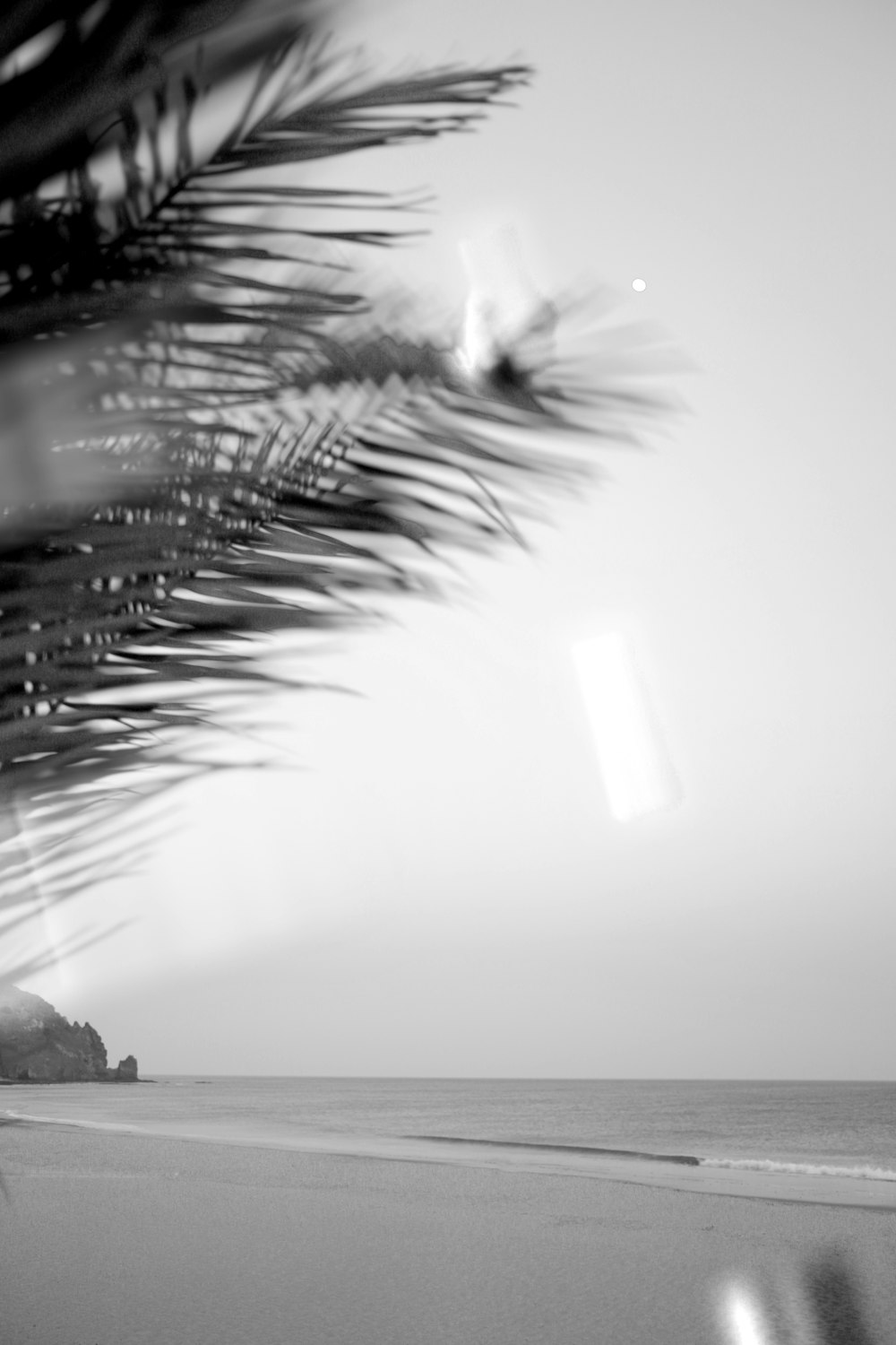 palm tree on the shore grayscale photography