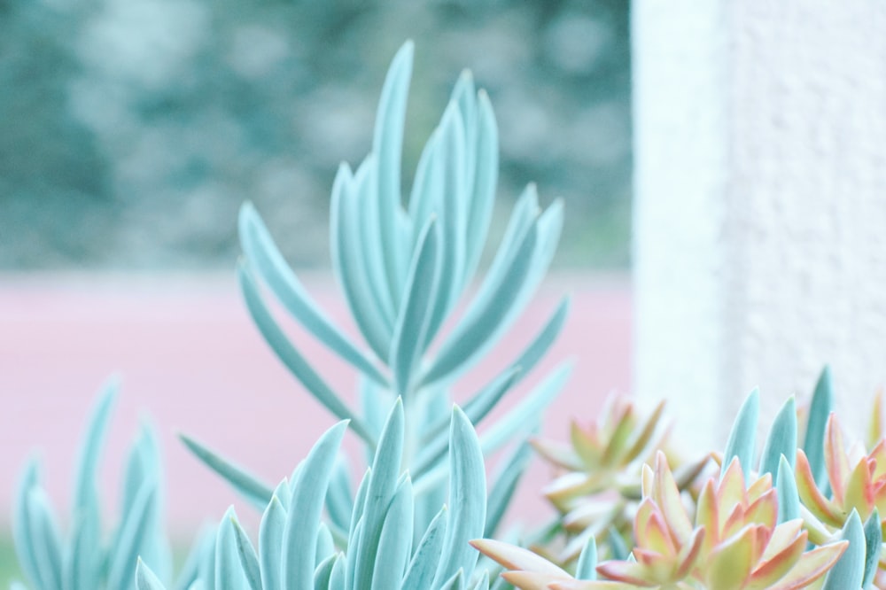 blue leafed plant