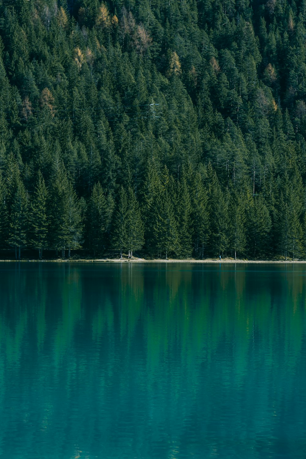 green trees near body of water during daytime