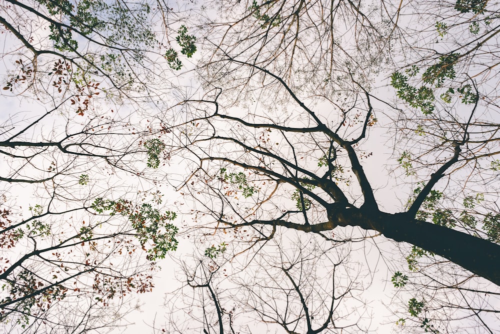 trees under white sky