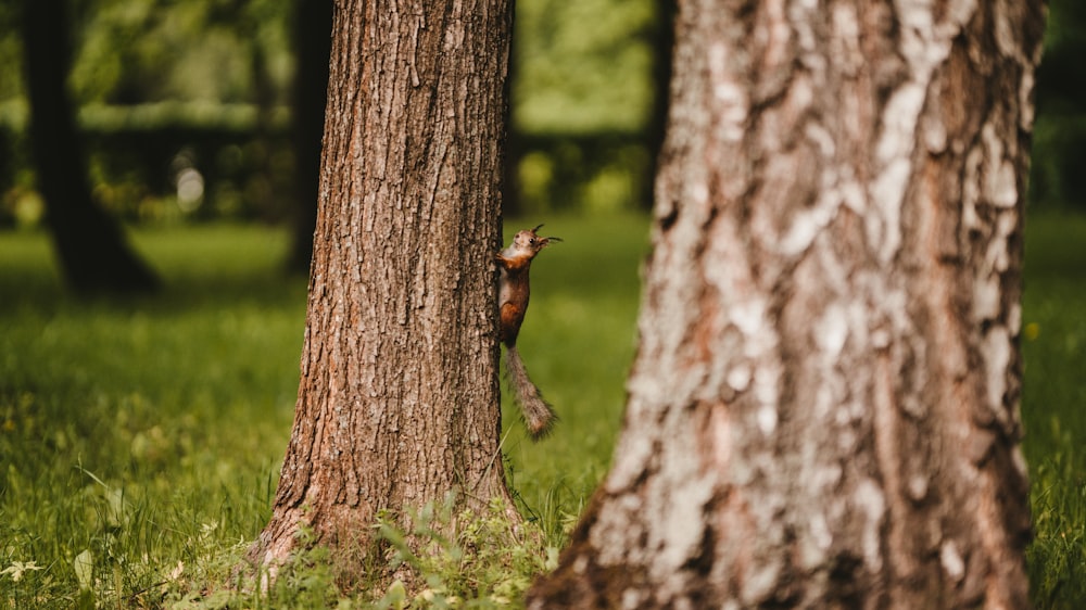 écureuil brun grimpant sur un arbre