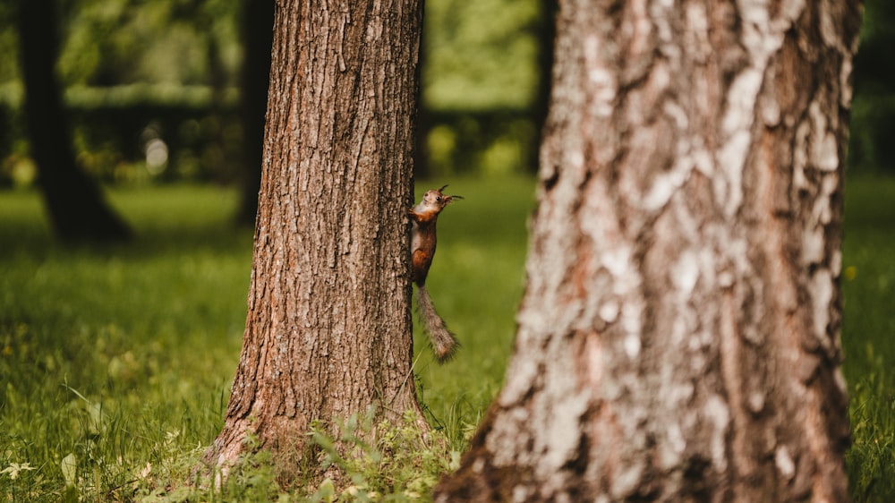 갈색 다람쥐가 나무에 오르고 있습니다.