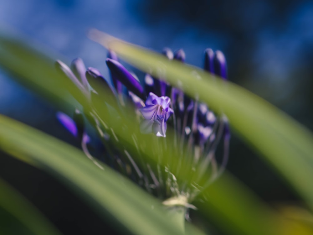 purple flower