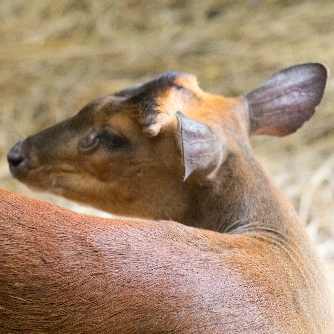 brown deer facing sideways