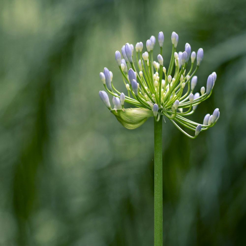 white petaled flower