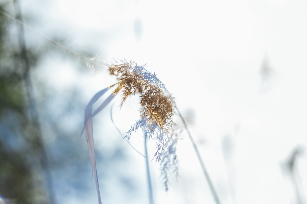 a close up of a plant with a sky in the background