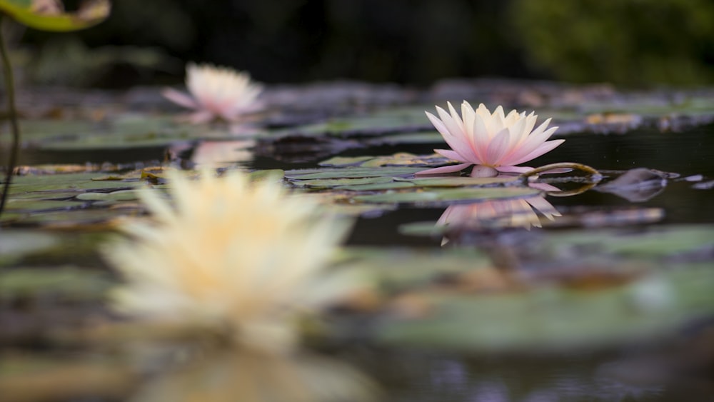 lotus flowers on body of water