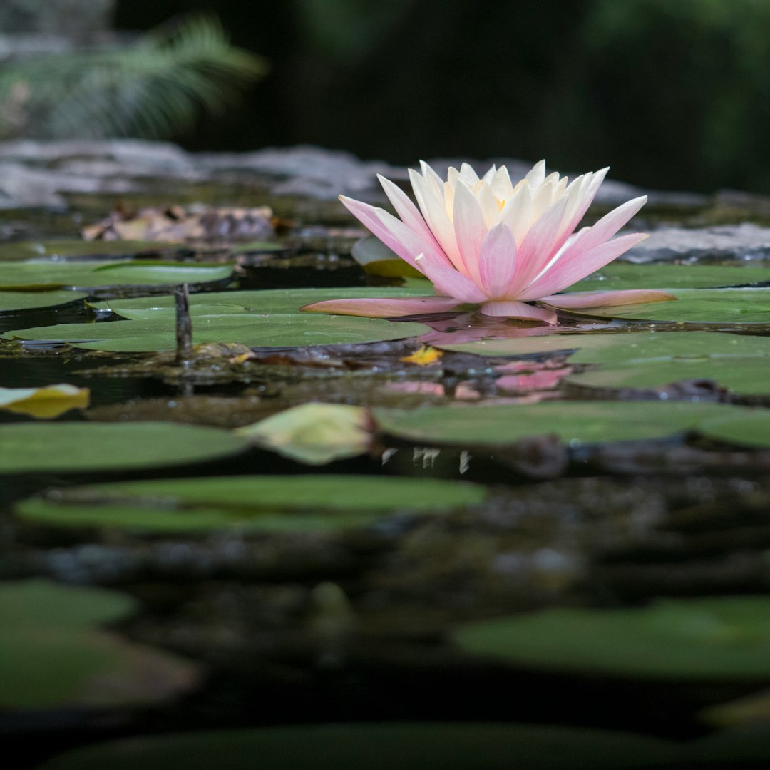 pink and white Nymphaea nelumbo bloom during daytime