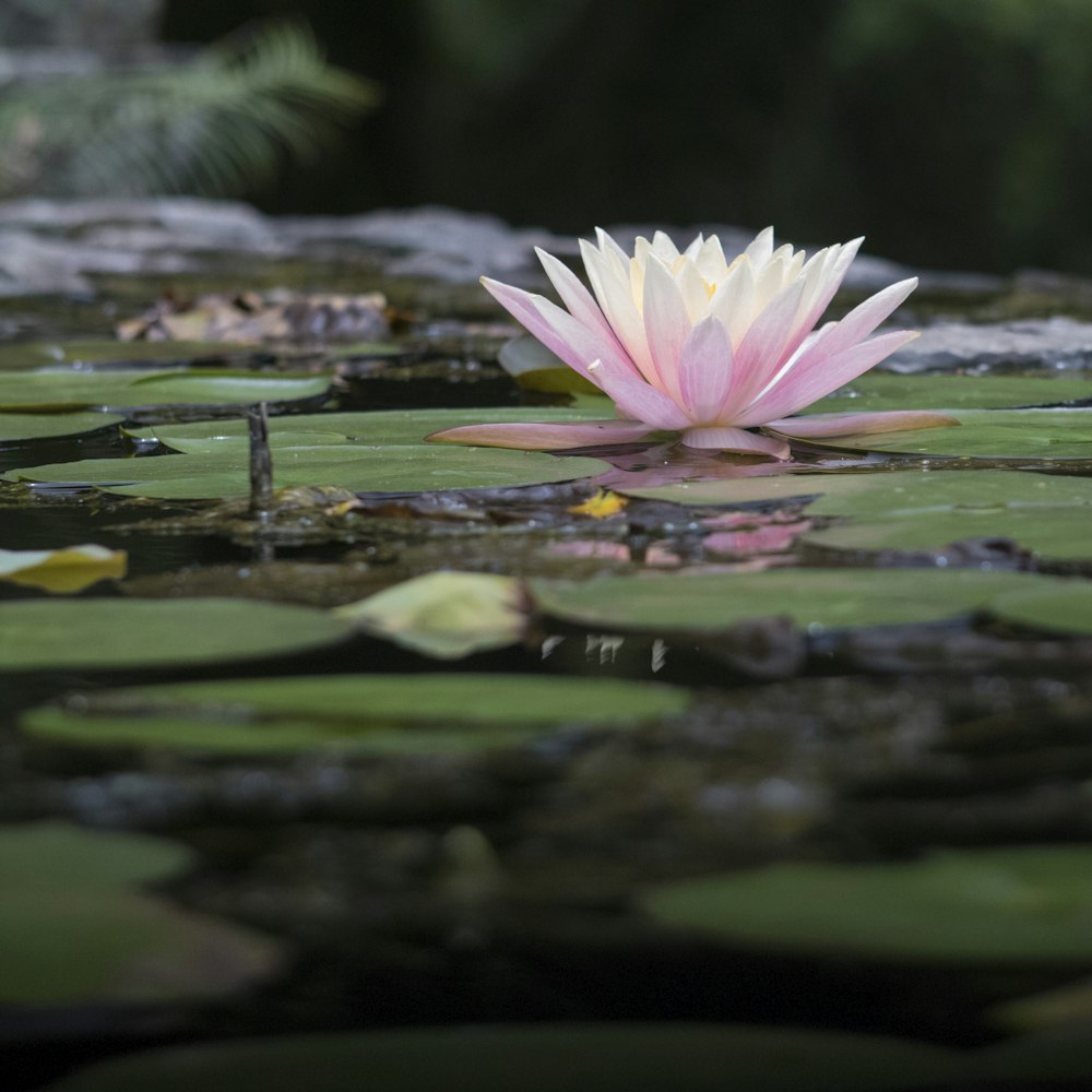 rosa und weiße Nymphaea nelumbo blühen tagsüber