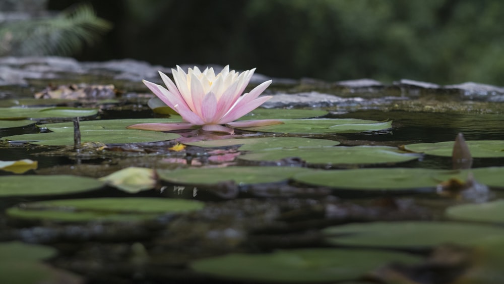 pink-petaled water flower