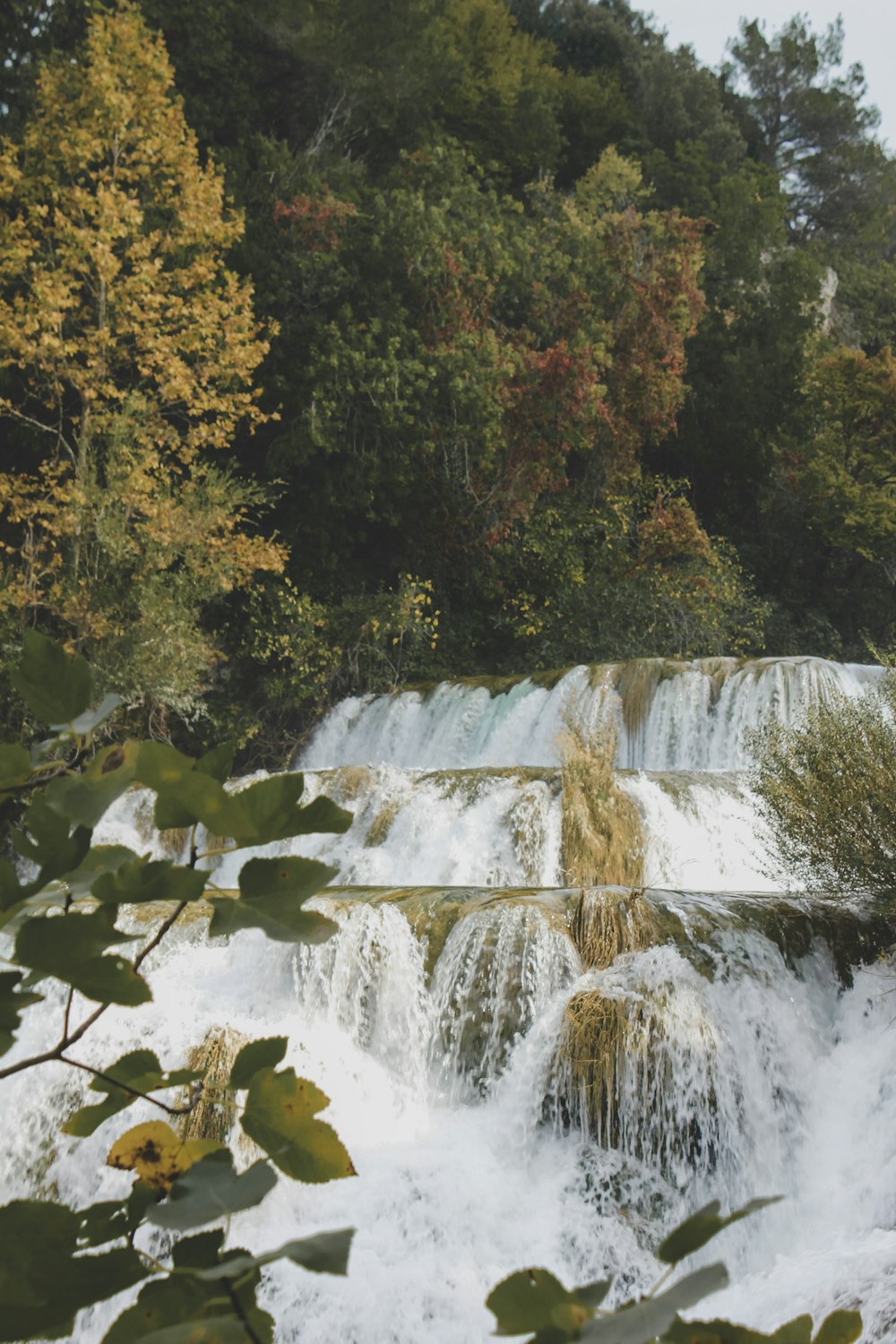 trees near waterfalls during daytime