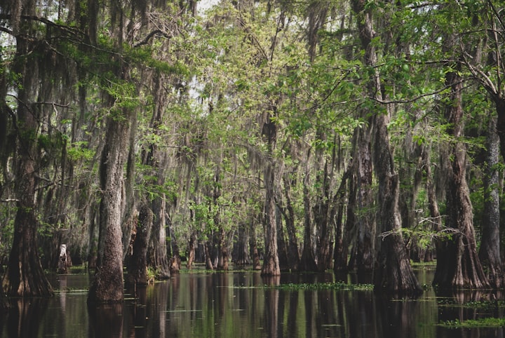 Begotten Bayou