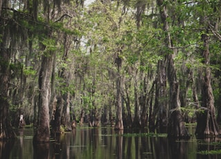 trees in body of water