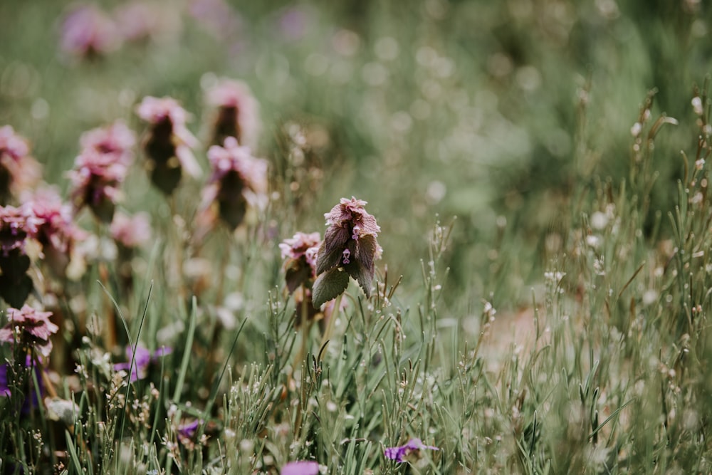 pink flower bloom during daytime selective focus photography