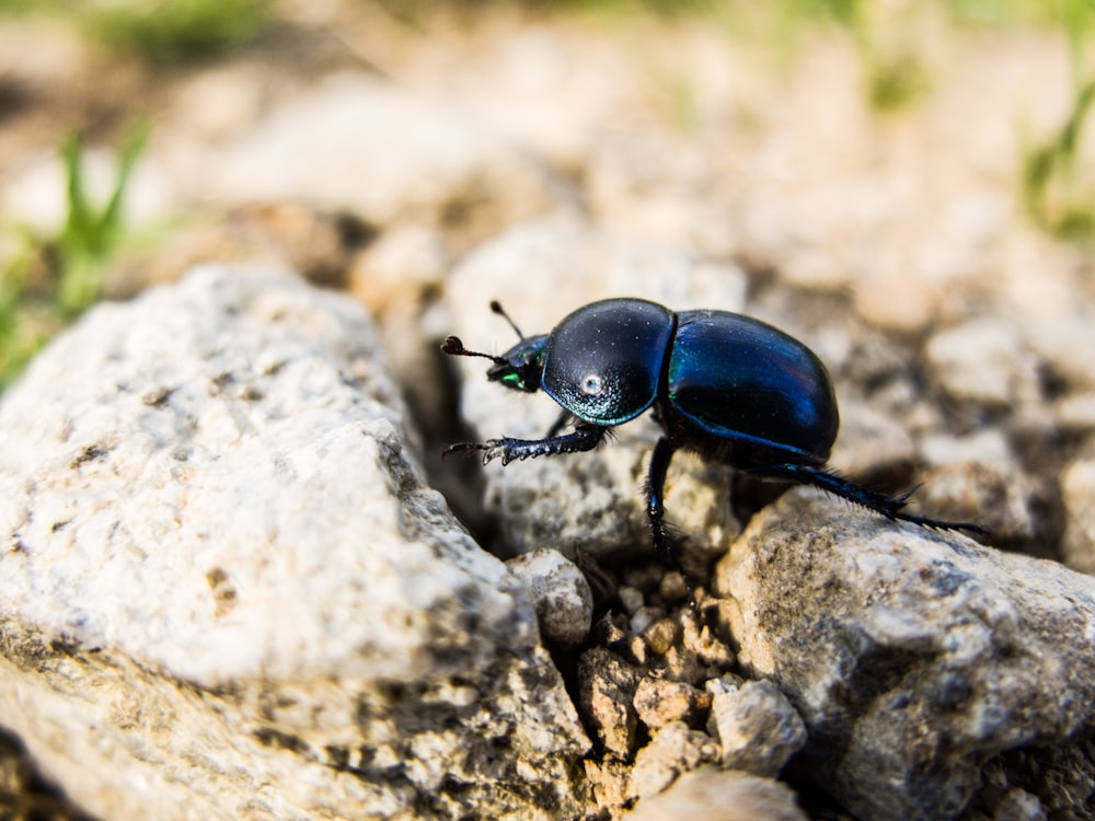 selective focus photography of beetle