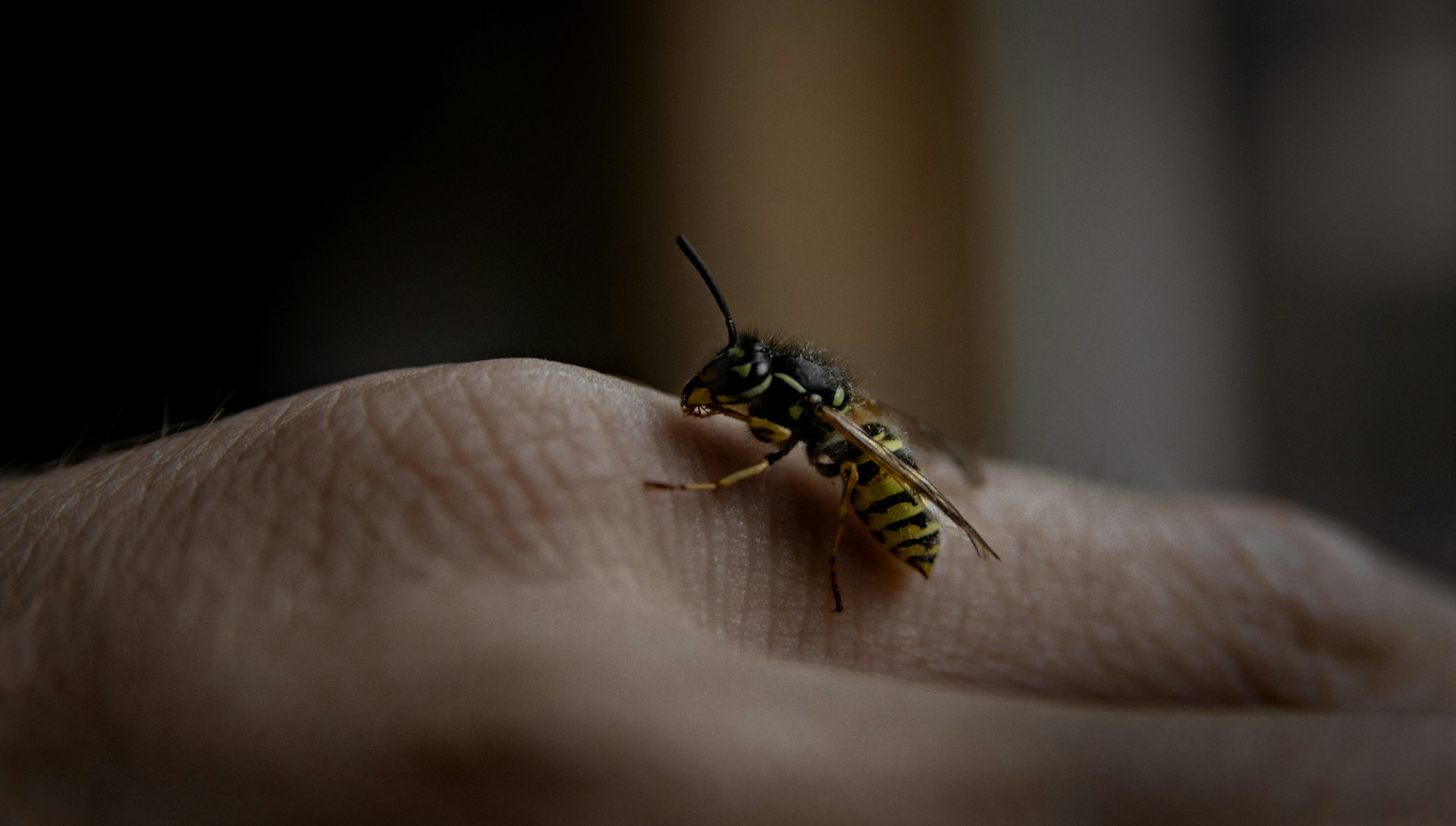 paper wasp on human hand